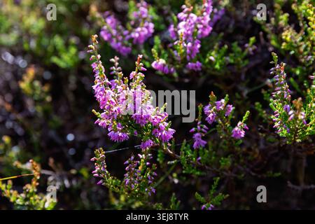 Fioritura di heather in una brughiera Foto Stock
