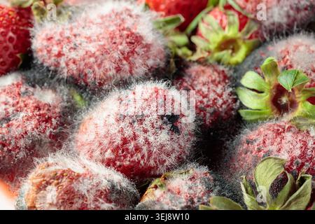 Fragole ricoperte di muffa bianca sfocata. Scatto macro. Foto Stock