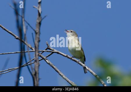 Bell è Vireo, Vireo bellii, canta Foto Stock
