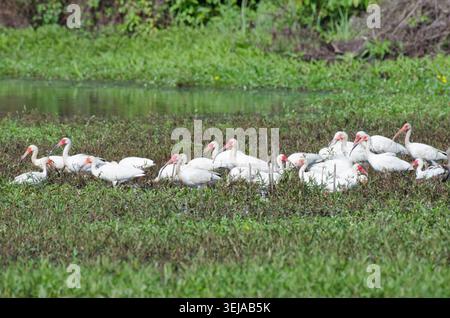 Bianco, Ibis Eudocimus albus Foto Stock