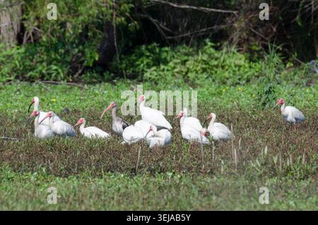 Bianco, Ibis Eudocimus albus Foto Stock