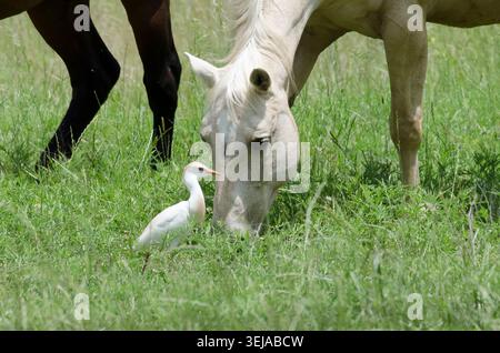 Cattle Egret, Bubulcus ibis, foraggio accanto al pascolamento di cavalli domestici, Equus ferus caballus Foto Stock