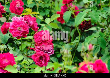 Lussureggiante rosa rosa cespuglio in piena fioritura con foglie verdi. Giardino naturale con sfondo floreale vivace e texture ricca. Foto Stock