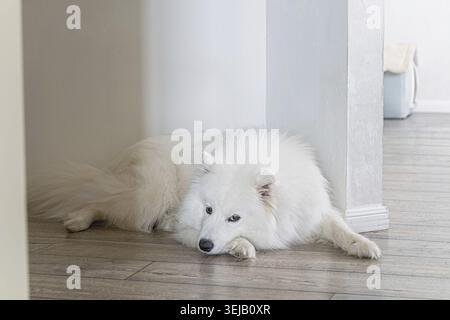 Soffice cane bianco samoiato che riposa su pavimento in legno in una casa moderna e luminosa, ritratto interno di spitz purosangue con espressione tranquilla, elegante e accogliente atmos Foto Stock
