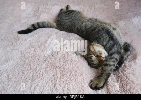 Il gatto del tabby dorme su un soffice copriletto beige Foto Stock