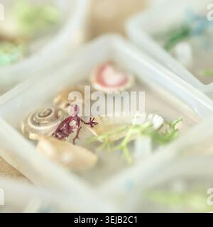 Primo piano di quadrati decorativi in resina con conchiglie, coralli e piante Foto Stock