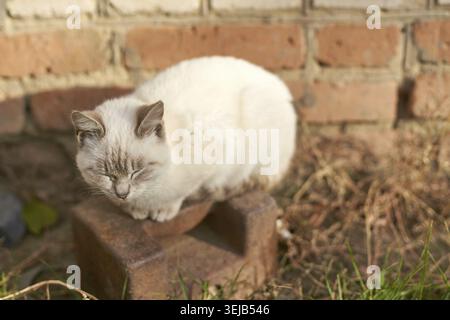 Gatto bianco che dorme all'aperto su un gradino in mattoni nel giardino illuminato dal sole Foto Stock