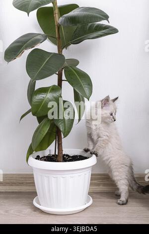 Un gattino soffice si erge sulle zampe posteriori, curiosamente ispezionando una grande pianta di gomma in una pentola bianca. Ritaglio verticale Foto Stock