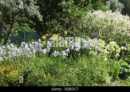Fiori gialli gialli gialli gialli e viola Iris fioriscono nel giardino estivo. Vegetazione lussureggiante e luce del sole nel parco botanico. Paesaggio naturale con motivi floreali Foto Stock