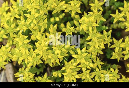 Fiori gialli vividi di acri di Sedum, una perenne resistente e succulenta della famiglia delle Crassulaceae, utilizzata come copertura ornamentale nella progettazione del paesaggio. Perfetto Foto Stock