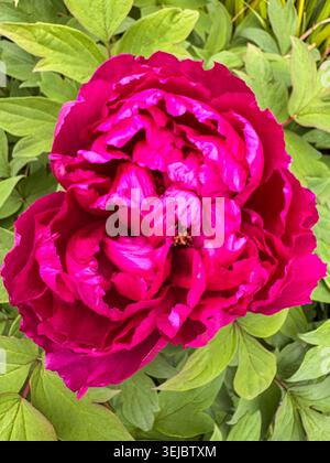 Peonia arbustiva rosso intenso, Paeonia suffruticosa, in fiore tra una vegetazione verde fresca in un giardino primaverile. Foto Stock