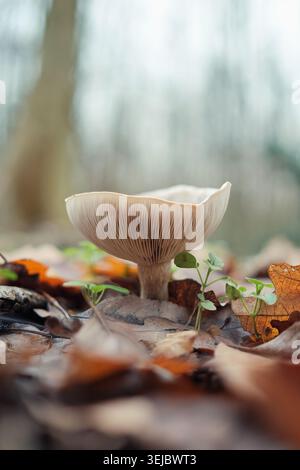 Primo piano sui funghi della foresta selvatica sulle foglie autunnali nel bosco naturale Foto Stock