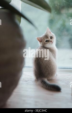 Un gattino britannico dai capelli corti e soffici di colore chiaro seduto su un davanzale. Foto Stock