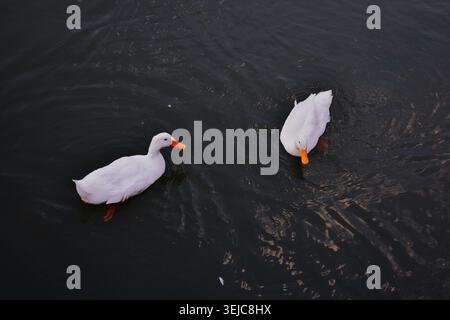 Due anatre che nuotano pacificamente insieme su un lago calmo. Foto Stock