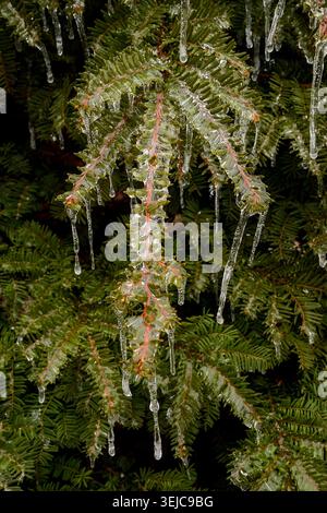 Un ramo congelato di un albero di tasso canadese (noto anche come taxus canadensis, tasso canadese) ricoperto di ghiaccio, dopo una pioggia gelida. Foto Stock