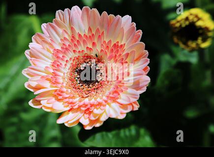 Primo piano di una margherita gerbera rosa e crema fiorita con un centro scuro. Foto Stock
