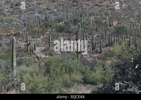 Centinaia di saguaro alti punteggiano una pendice desertica fitta ricoperta di arbusti e macchia di mesquite, Parco Nazionale dei Saguaro, Tucson, Arizona, USA Foto Stock