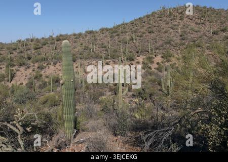 Una fitta foresta di alti cactus saguaro e arbusti copre una collina desertica illuminata dal sole sotto un cielo blu limpido, Parco Nazionale dei Saguaro, Arizona, USA Foto Stock