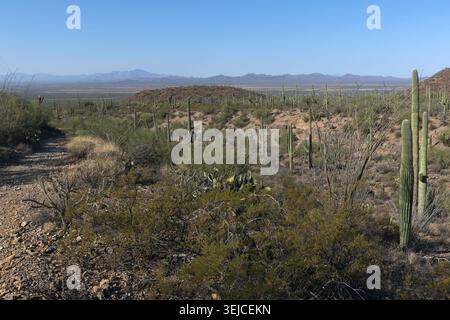 Alte saguaro e fitti arbusti desertici coprono dolci colline lungo un sentiero sterrato sotto montagne lontane, Parco Nazionale dei Saguaro, Arizona, USA Foto Stock