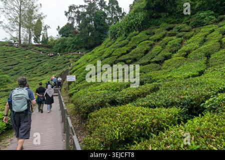 I turisti camminano lungo una passeggiata in legno scenografica accanto a terrazze di cespugli di tè rigogliosi alla piantagione di tè BOH nelle Cameron Highlands, Pahang, Malesia Foto Stock