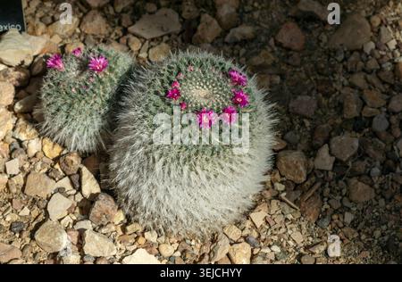 Cacto piuma (Mammillaria plumosa) con spine bianche soffici e fiori rosa magenta che sbocciano in un anello su terreno roccioso in un giardino in Texas, USA Foto Stock