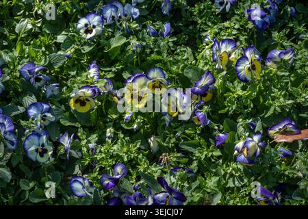 Fiori di violetta blu, bianchi e gialli con facce scure che fioriscono in un letto di giardino soleggiato circondato da una vegetazione verde rigogliosa in primavera in Texas, USA Foto Stock