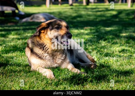 Shaggy Dog randagio con Blue Ear Tag adagiato sul Green Park Lawn alla luce del sole Foto Stock