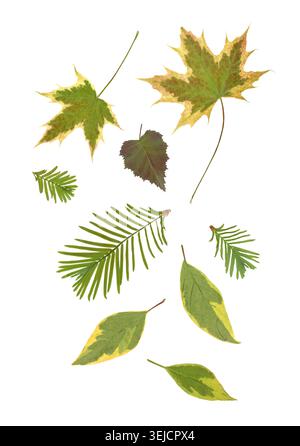 Scansione piatta di alta qualità di varie foglie autunnali verdi e gialle fresche isolate su sfondo bianco. Il set include foglie d'acero variegate di betulla Foto Stock