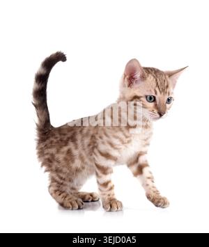 Gatto bengala davanti a uno sfondo bianco Foto Stock