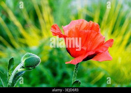 Fiore rosso e bocciolo verde di papavero orientale orientale tra fogliame sfocato Foto Stock