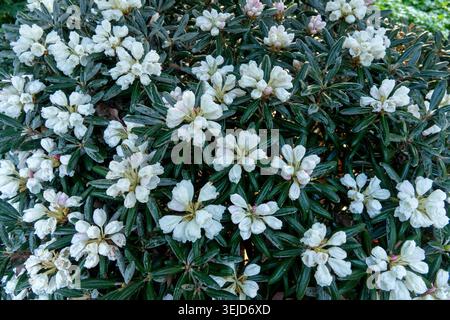 Fiori bianchi crema densi di rododendro yakushimanum cespuglio tra foglie di verde scuro Foto Stock