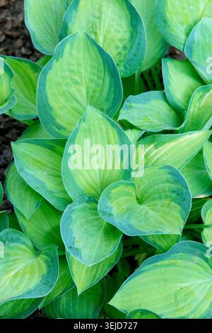 Lime e foglie variegate verde blu di Plantain Lily Hosta 'Goldrush' Foto Stock