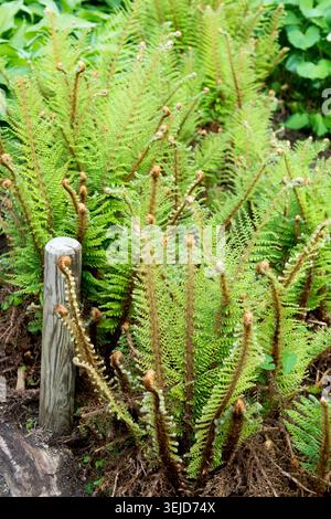 Giovani fronde di Shield Fern Polystichum proliferum accanto a un palo di legno in un giardino primaverile Foto Stock