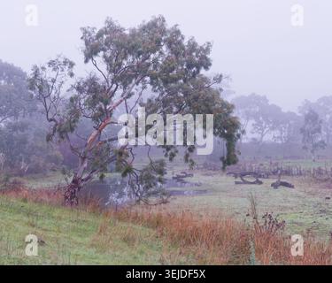 One Tree in A Misty Landscape Foto Stock