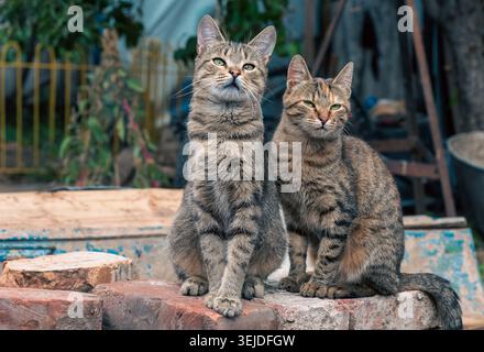 Due gatti randagi seduti su mattoni Foto Stock