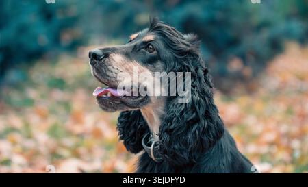 Ritratto di un cocker spaniel americano nero e marrone in un parco autunnale Foto Stock