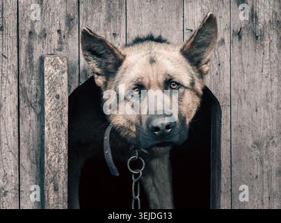 Ritratto di un pastore tedesco su una catena in un ceppo di legno doghouse close up Foto Stock