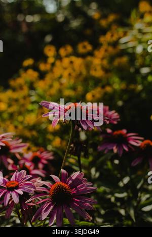 Fiori conici viola che si illuminano di luce solare soffusa Foto Stock