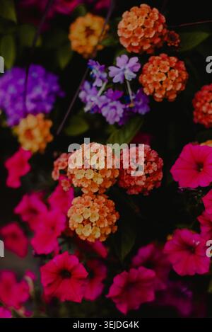 Primo piano di fiori vivaci in un giardino buio Foto Stock