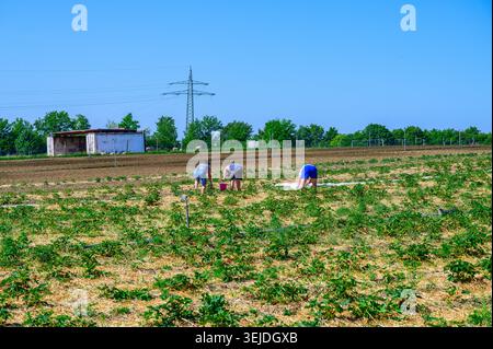 Agricoltori che raccolgono fragole in un campo sotto un cielo azzurro limpido in una giornata di sole Foto Stock