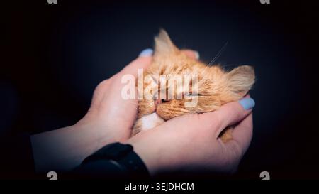 Museruola di un gatto mongrel rosso in mani femminili con una manicure blu su sfondo scuro Foto Stock