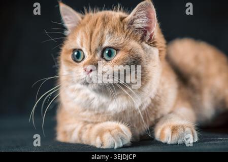 Gattino shorthair britannico di colore dorato su sfondo nero Foto Stock