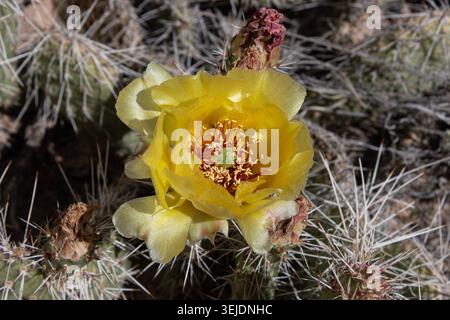 Primo piano del fiore del cactus del deserto giallo Foto Stock