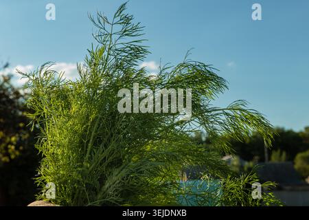 mazzo di aneto di gambero tenuto a mano in giardino durante la raccolta Foto Stock