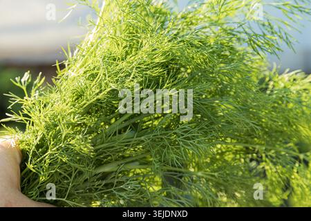 mazzo di aneto di gambero tenuto a mano in giardino durante la raccolta Foto Stock