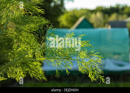 mazzo di aneto di gambero tenuto a mano in giardino durante la raccolta Foto Stock