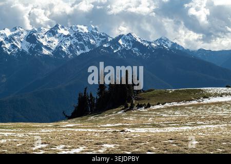 Montagne innevate si innalzano su un prato alpino erboso Foto Stock