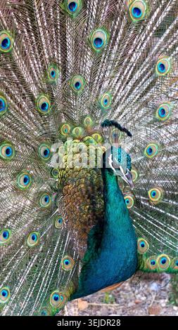 Un pavone maschile è orgoglioso di sfoggiare le sue elaborate piume di coda, mostrando intricati motivi oculari e un brillante piumaggio blu-verde Foto Stock