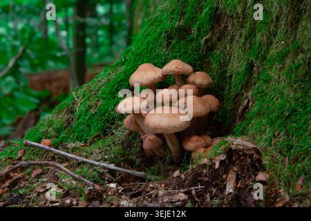Questa splendida fotografia naturalistica cattura un grande gruppo di funghi bruni selvatici che crescono alla base di un vecchio tronco di albero. Questi funghi che sembrano lik Foto Stock