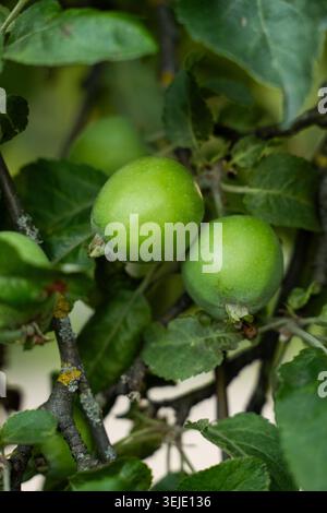 Giovani mele verdi che crescono su un ramo in un frutteto, simboleggiano la crescita, la frutta fresca e lo sviluppo sano Foto Stock